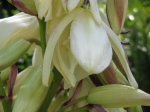 Yucca baccata03.jpg