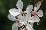 gaura82.jpg