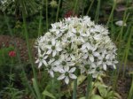 Allium nigrum.jpg