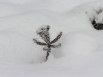 Opuntia fragiles im Schnee.JPG