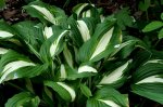 Hosta7.jpg