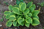 Hosta8-mini.jpg