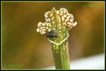 Schlauchpflanze (Sarracenia) IMG_1860a_prot.jpg