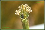 Schlauchpflanze (Sarracenia) IMG_1861a_prot.jpg