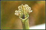 Schlauchpflanze (Sarracenia) IMG_1862a_prot.jpg