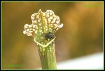 Schlauchpflanze (Sarracenia) IMG_1863a_prot.jpg