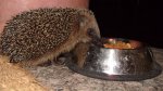 Igel 03.JPG