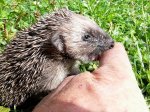 igel2.jpg