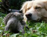 Dusty und igel.jpg