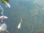 DSC00138.JPG