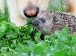 Dusty mit Igel.jpg