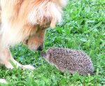 Igel mit Dusty.jpg