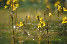 E1X41934_2024-07-14_Gewöhnliche Wasserschlauch (Utricularia vulgaris).JPG