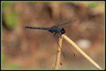 Schwarzer Sonnenzeiger (Trithemis festiva) IMG_4554a_prot.jpg