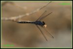 Schwarzer Sonnenzeiger (Trithemis festiva) IMG_6411a_prot.jpg