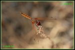 Violetter Sonnenzeiger (Trithemis annulata) IMG_4868a_prot.jpg