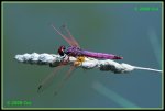 Violetter Sonnenzeiger (Trithemis annulata) IMG_5658_prot.jpg