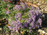 Aster sedifolius.jpg