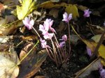 Cyclamen hederifolium.jpg