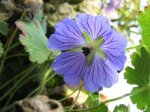 Geranium renardii Phillip Valbelle.jpg