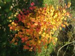 Fothergilla major.jpg