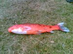 Koi-60cm.JPG