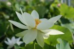 Nelumbo lutea Italien 07-07-16-01.JPG