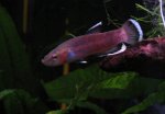 betta albimarginata bock.JPG