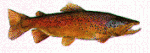 fisch037.gif