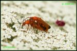 Rotgelber Weichkaefer (Rhagonycha fulva) IMG_0987b_prot.jpg