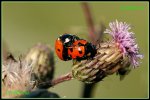 Siebenpunkt-Marienkäfer (Coccinella septempunctata) IMG_2229c_prot.jpg