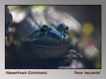 Wasserfrosch-2.jpg