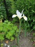 Iris 003.jpg