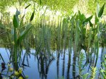 Teich 16.06.2010 011.jpg