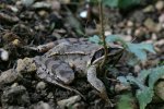 IQ3M7683_08-08-2010_Grasfrosch-3.JPG