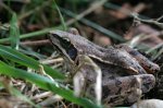 IQ3M7692_08-08-2010_Grasfrosch-5.JPG