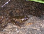 Grasfrosch verlässt Wasser.jpg