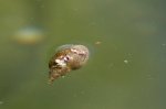 IQ3M7764_21-08-2010_Teich2_Spitzschlammschnecke.JPG