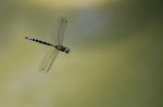 IQ3M7993_23-08-2010_Teich2_anax-imperator_Kurvenflug.JPG