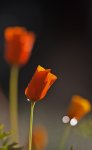 20100923_1157_Goldmohn.jpg