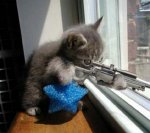 katze_gewehr.jpg