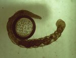 Oligochaete10.jpg