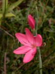 Schizostylis Mrs.Hegarty.jpg