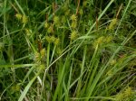 Carex flava r.jpg