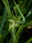 Carex grayi gr.jpg