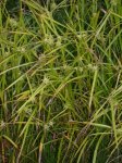 Carex grayi r.jpg