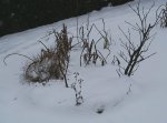 Bonsai Island im Schneekleid_kleiner.jpg