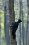 DSC03876_2008-04-01_Schwarzpecht.JPG