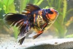 Oranda-2-Dez-2010-102.jpg