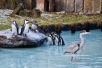 20110110_0336_Pinguine.jpg